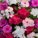 Vinca Thespian Mix