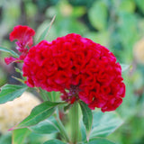 Celosia Cristata Panoply Red