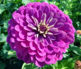 Zinnia Dwarf Double Purple