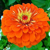 Zinnia Dwarf Double Orange
