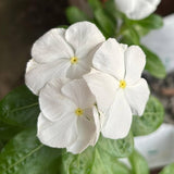 Vinca Thespian White