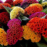 Celosia Cristata Cockscomb Dwarf Mix