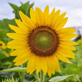 Sunflower Tall Yellow