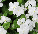 Vinca Thespian White