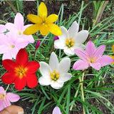 Zephyranthes/Rain Lily