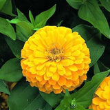 Zinnia Dwarf Double Yellow