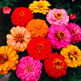 Zinnia Dwarf Double Mix