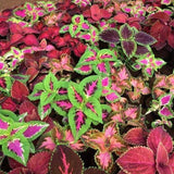 Coleus Magic Mix