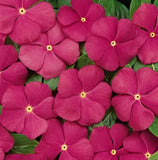 Vinca Thespian Deep Orchid