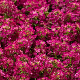 Alyssum Magical Deep Rose