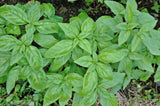 Basil Italiana Large Leaf
