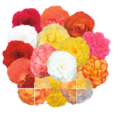 Begonia Runway Mix