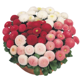 Daisy/Bellis Candy Floss Mix