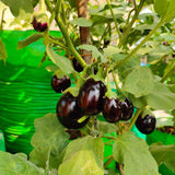 Brinjal Chu-Chu F1 Hybrid Black Beauty