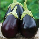 Brinjal Round F1 Hybrid Kajal 919