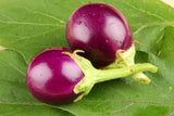 Brinjal Round Purple F1 Hybrid Preet