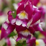 Antirrhinum Two Lipped Burgundy Bicolor