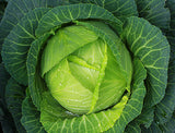 Cabbage F1 Hybrid Anjali 201