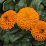 Calendula Jupiter Orange