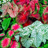 Caladium