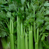 Celery Imported Tall Utah