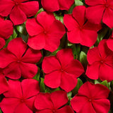 Vinca Thespian Cherry Red Halo