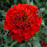 French Marigold Victoria Red