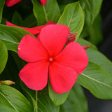 Vinca Thespian Dark Red