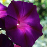 Ipomea Novalis Black