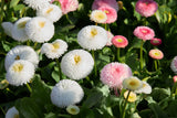 Daisy/Bellis Candy Floss Mix