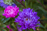 Aster Colour Pop Mix