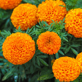 African Marigold Kanduk Orange