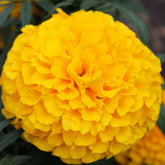 African Marigold Cuzco Yellow