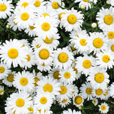 Chrysanthemum Paludosum