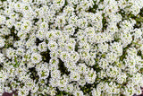 Alyssum Snow White White