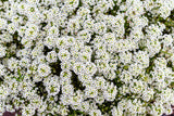 Alyssum Magical White