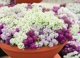 Alyssum Magical Mix