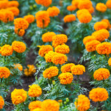 African Marigold Bola Orange