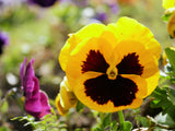 Pansy Giant Panda Yellow with Blotch