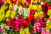 Antirrhinum Two Lipped Mix
