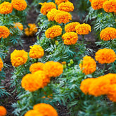 African Marigold Bola Orange