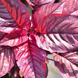 Amaranthus / Red Saag Surkh