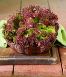 Lettuce Red Oakleaf