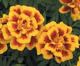 French Marigold Tacos Yellow Fire
