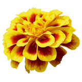 French Marigold Tacos Yellow Fire