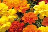 French Marigold Tacos Mix