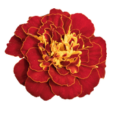 French Marigold Tacos Red