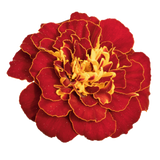 French Marigold Tacos Red