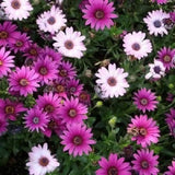 Osteospermum Dwarf Mix