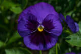 Pansy Giant Panda Deep Blue with Blotch